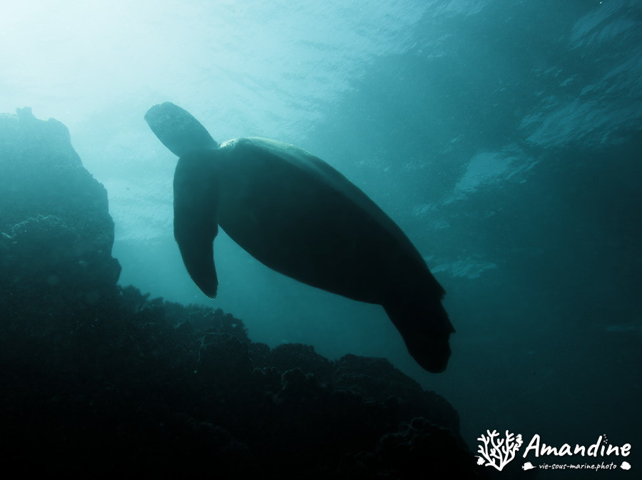 Chelonia mydas (tortue verte)