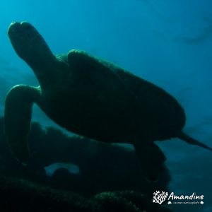 Tortue marine » Chelonia mydas (tortue verte)