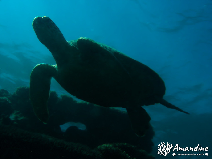 Chelonia mydas (tortue verte)