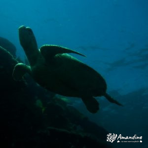 Tortue marine » Chelonia mydas (tortue verte)