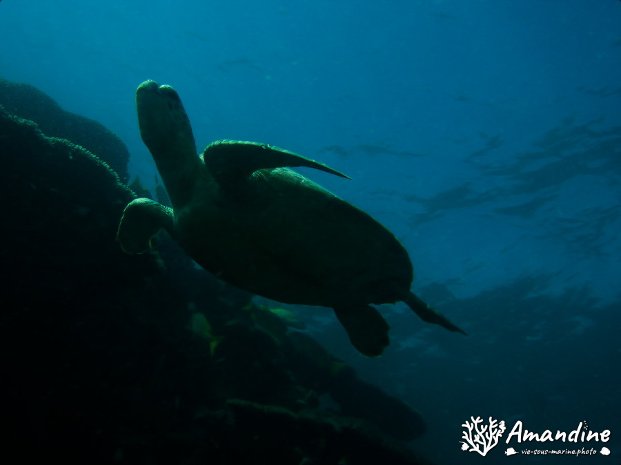 Chelonia mydas (tortue verte)