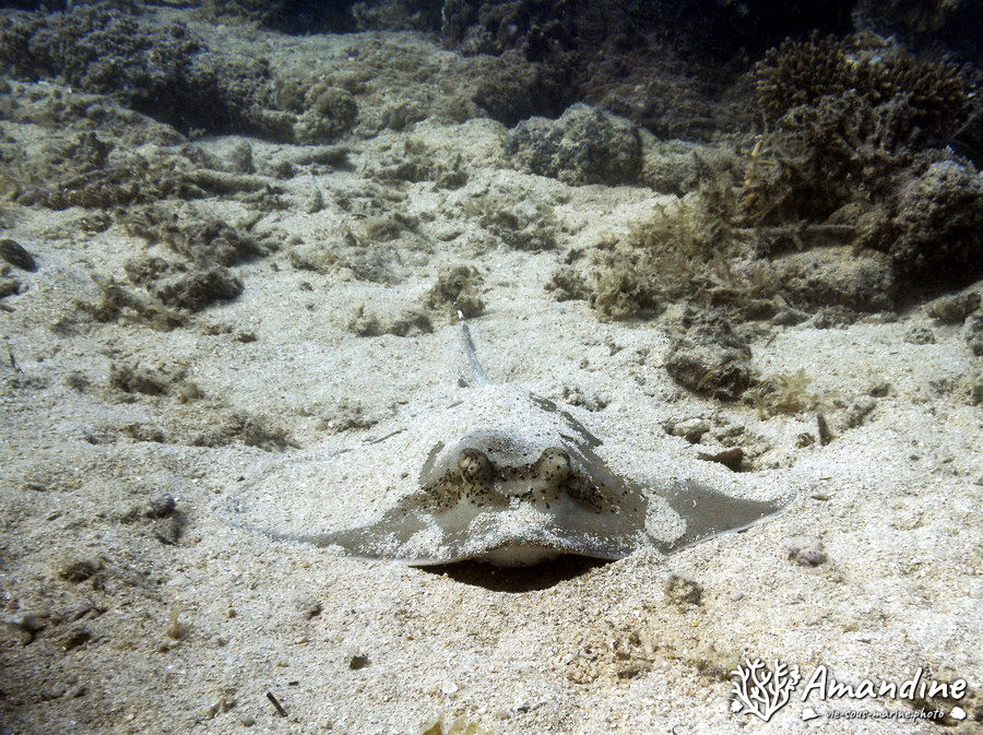 Neotrygon kuhlii