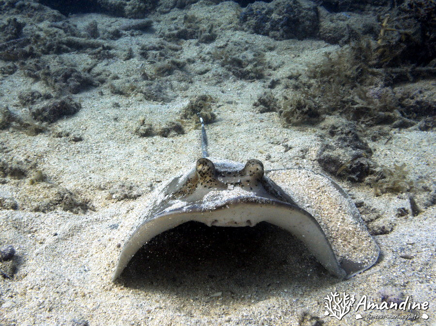 Neotrygon kuhlii