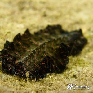 Pseudobiceros bedfordi - Nouvelle-Calédonie, Nouméa, Rocher à la voile