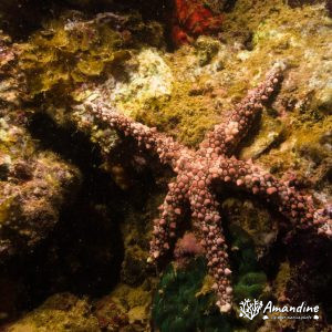 Étoile de mer - Nouvelle-Calédonie, Nouméa, Ouémo