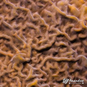 Corail dur - Nouvelle-Calédonie, Passe de Boulari, La Diéppoise