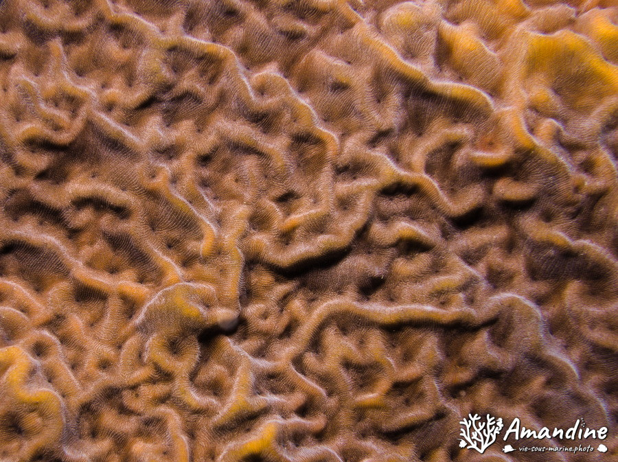 Corail dur