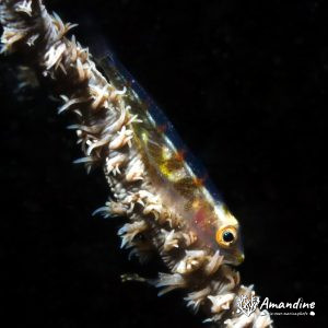 Gobie - Nouvelle-Calédonie, Nouméa, Ouémo