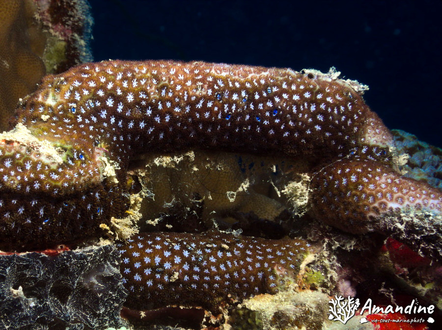 Corail dur