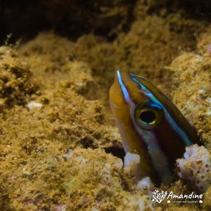 Plagiotremus rhinorhynchos - Nouvelle-Calédonie, Nouméa, Ouémo