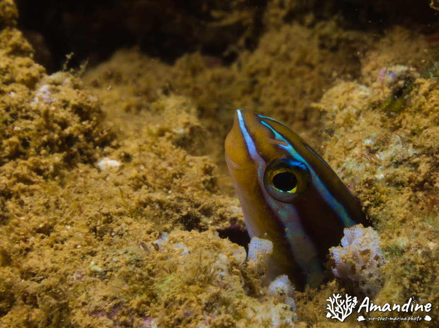 Plagiotremus rhinorhynchos