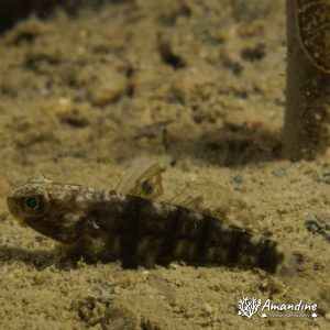  - Nouvelle-Calédonie, Nouméa, Rocher à la voile