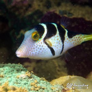 Canthigaster valentini - Nouvelle-Calédonie, Nouméa, Ouémo