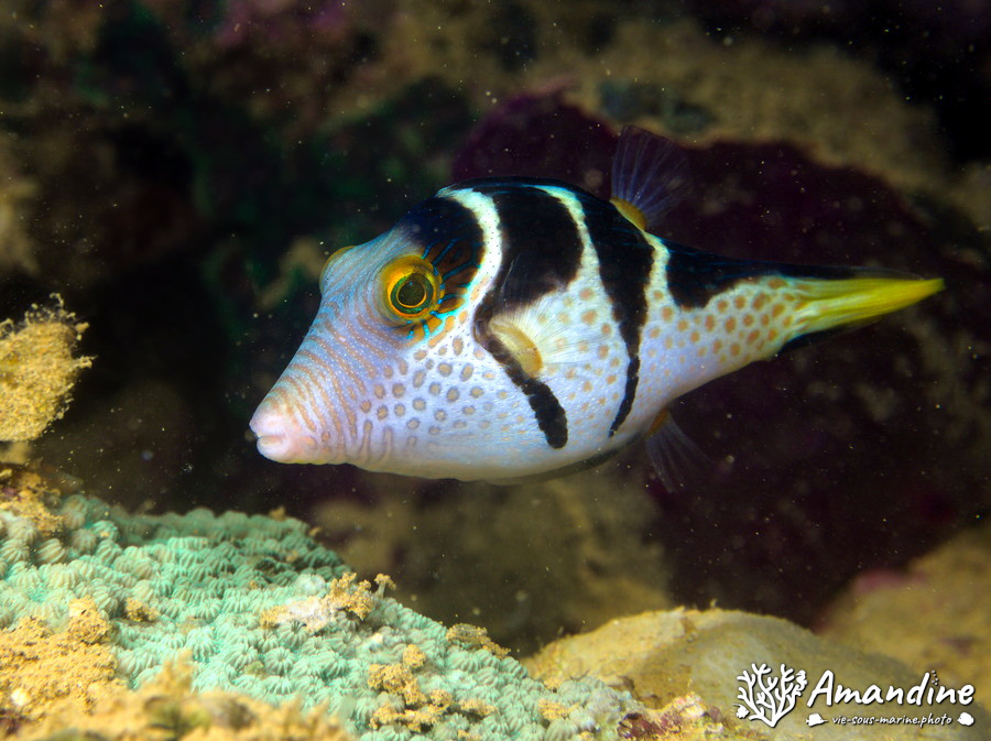Canthigaster valentini