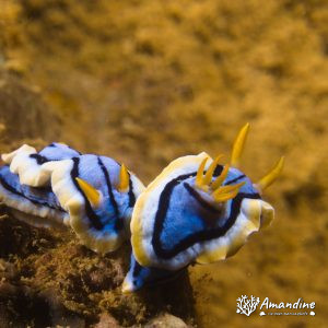 Doridien - Nouvelle-Calédonie, Nouméa, Ouémo