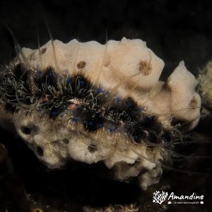Pedum spondyloideum - Nouvelle-Calédonie, Nouméa, Rocher à la voile