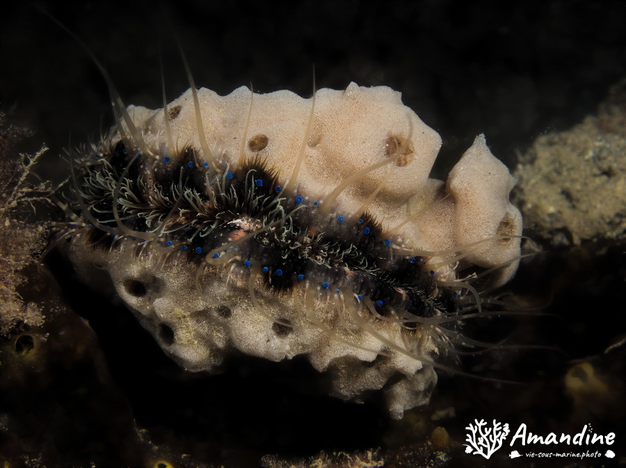 Pedum spondyloideum