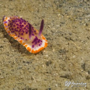 Mexichromis mariei - Nouvelle-Calédonie, Nouméa, Rocher à la voile