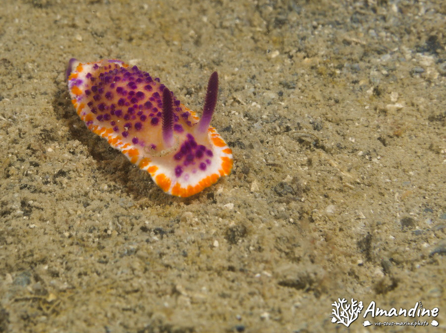 Mexichromis mariei