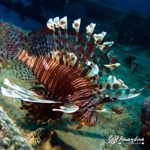 Pterois volitans - Nouvelle-Calédonie, Passe de Boulari, La Diéppoise