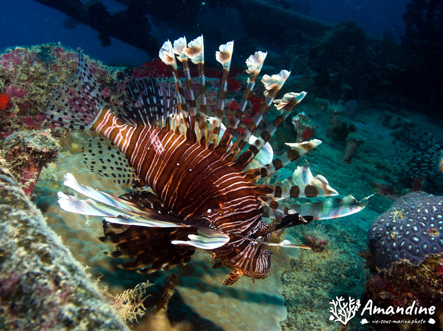 Pterois volitans