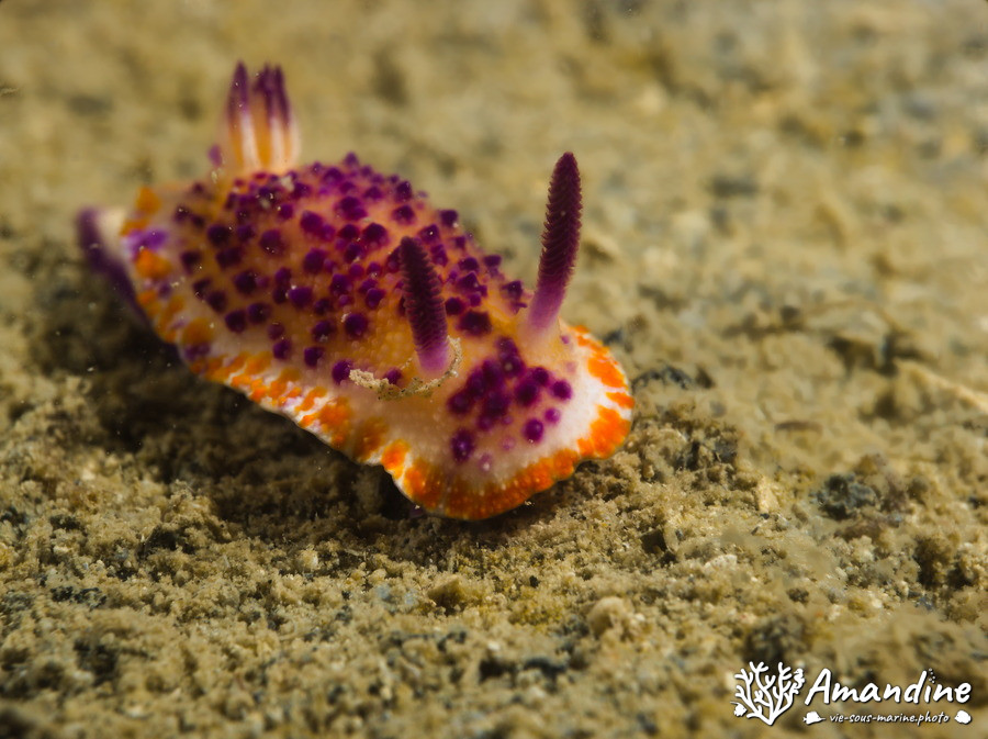 Mexichromis mariei