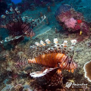 Pterois volitans - Nouvelle-Calédonie, Passe de Boulari, La Diéppoise