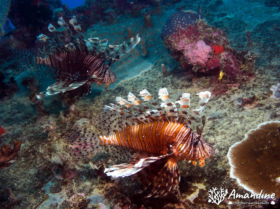 Pterois volitans