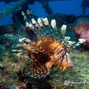 Pterois volitans - Nouvelle-Calédonie, Passe de Boulari, La Diéppoise