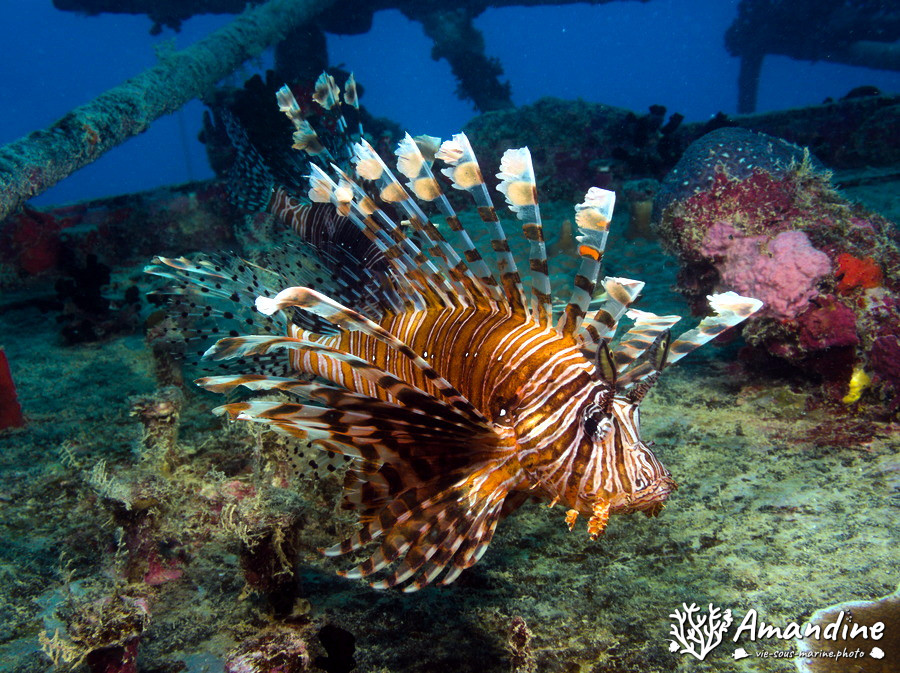 Pterois volitans