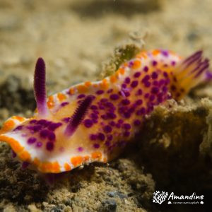 Mexichromis mariei - Nouvelle-Calédonie, Nouméa, Rocher à la voile
