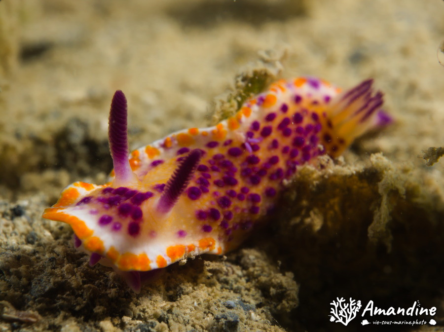 Mexichromis mariei