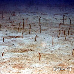 Heteroconger hassi - Nouvelle-Calédonie, Passe de Boulari, Passe intérieure de Boulari