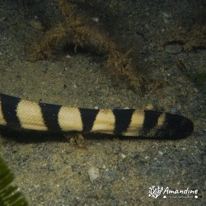 Serpent marin - Nouvelle-Calédonie, Nouméa, Rocher à la voile