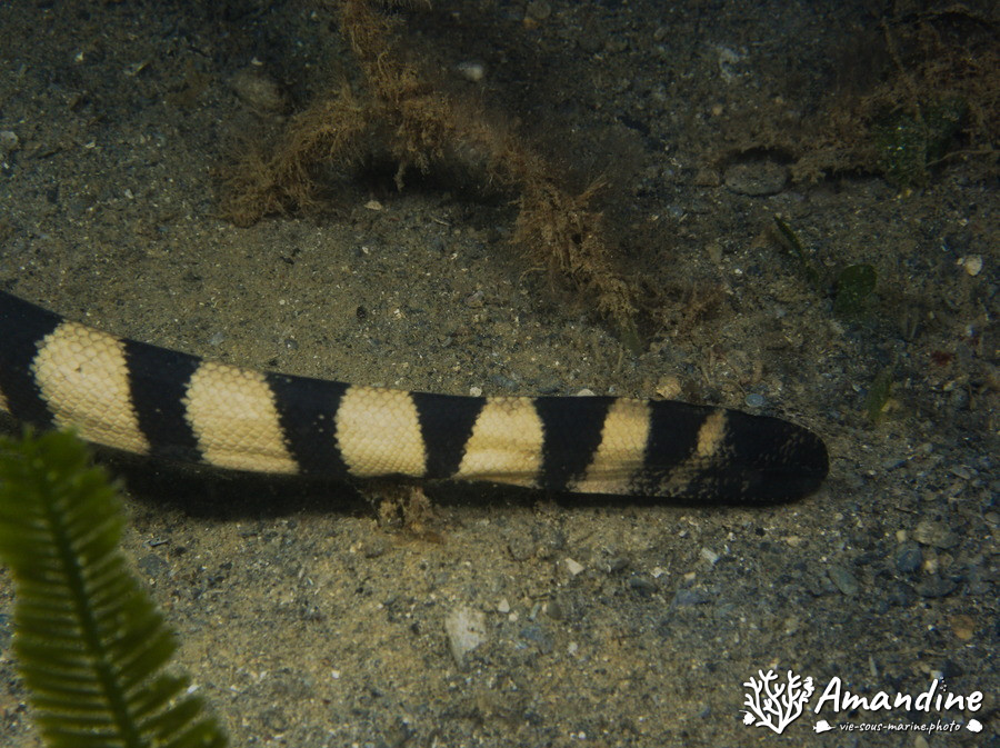 Hydrophis coggeri