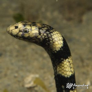 Serpent marin - Nouvelle-Calédonie, Nouméa, Rocher à la voile