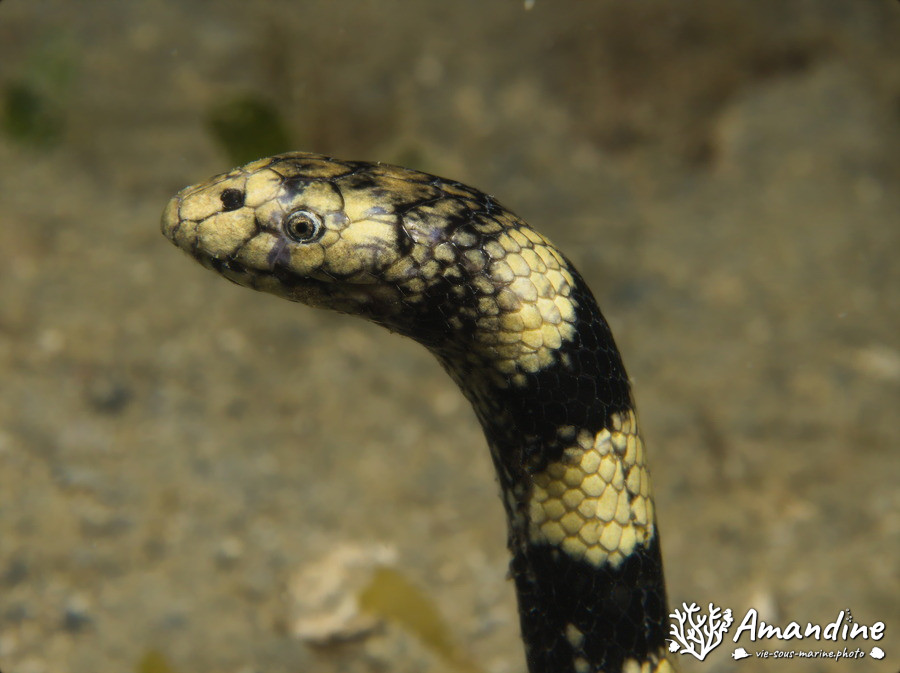Hydrophis coggeri