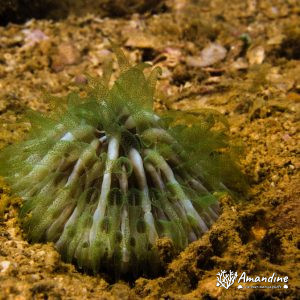 Corail dur - Nouvelle-Calédonie, Nouméa, Ouémo