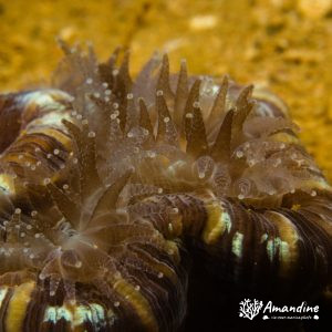 Corail dur - Nouvelle-Calédonie, Nouméa, Ouémo