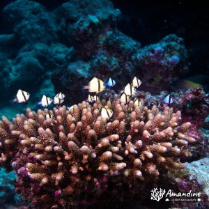Dascyllus reticulatus - Nouvelle-Calédonie, Passe de Boulari, Passe intérieure de Boulari