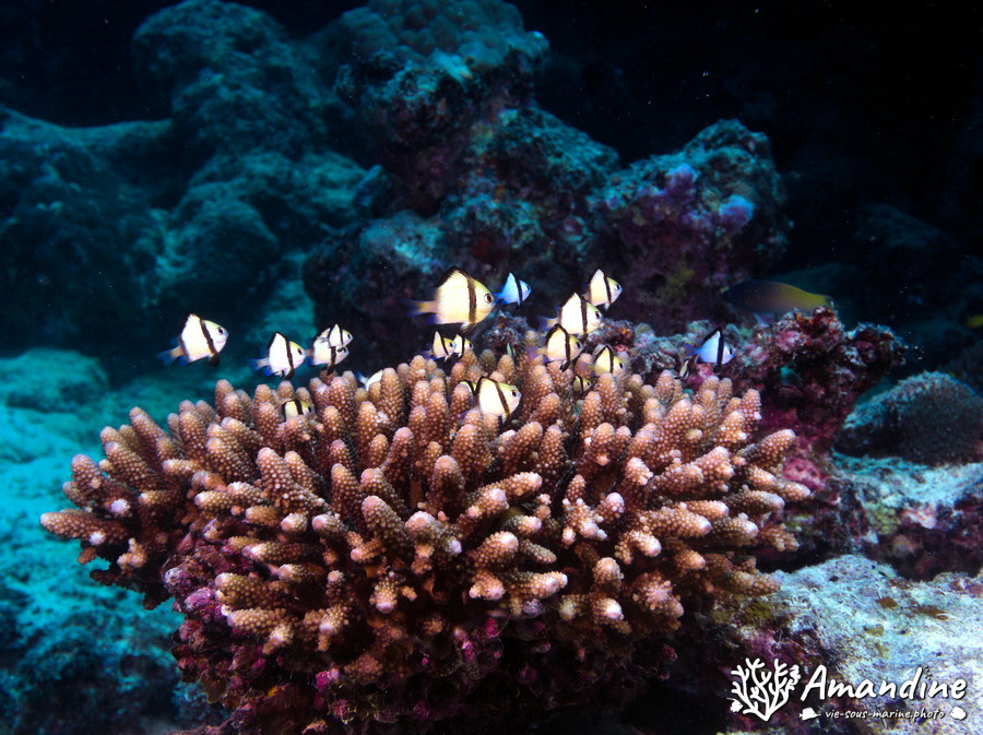 Dascyllus reticulatus