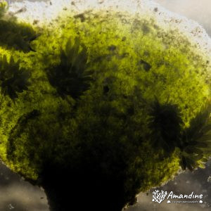 Sacoglosse - Nouvelle-Calédonie, Nouméa, Rocher à la voile
