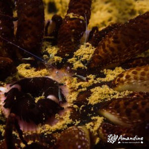 Actinostephanus haeckeli - Nouvelle-Calédonie, Nouméa, Ouémo