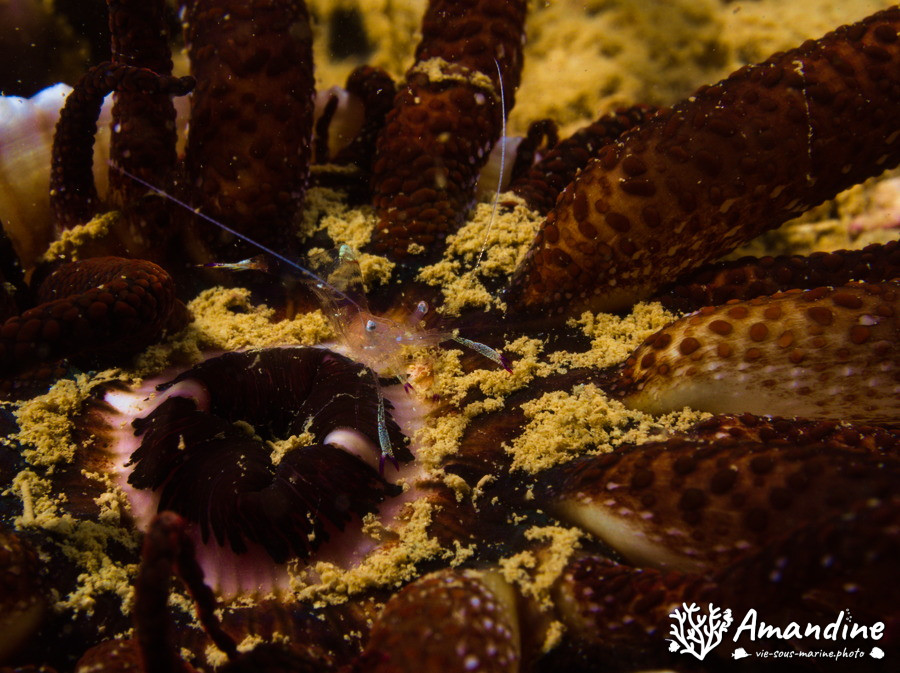 Actinostephanus haeckeli