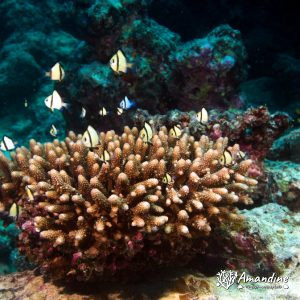 Dascyllus reticulatus - Nouvelle-Calédonie, Passe de Boulari, Passe intérieure de Boulari