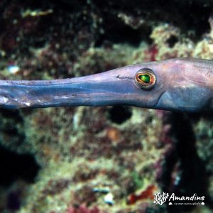 Aulostomus chinensis - Nouvelle-Calédonie, Passe de Boulari, Passe intérieure de Boulari