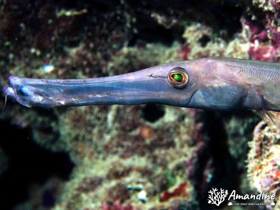 Aulostomus chinensis