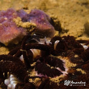 Actinostephanus haeckeli - Nouvelle-Calédonie, Nouméa, Ouémo