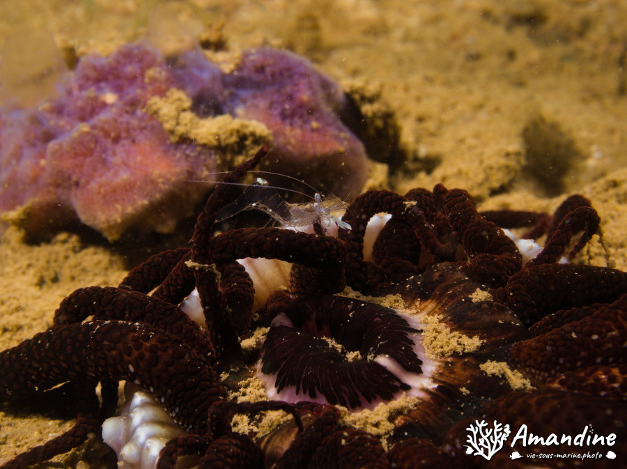 Actinostephanus haeckeli