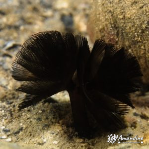 Phoronopsis sp. - Nouvelle-Calédonie, Nouméa, Rocher à la voile
